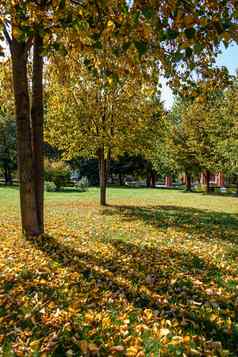 城市秋天公园树下降叶子