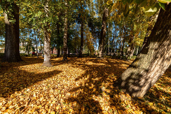 城市秋天公园树下降叶子