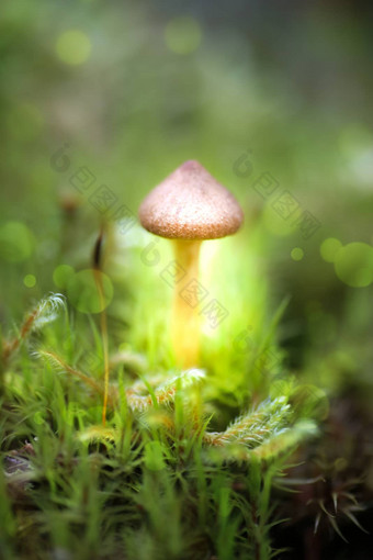 梦幻神秘的蘑菇宏<strong>光源</strong>蘑菇