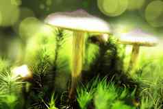 梦幻神秘的蘑菇宏光源蘑菇