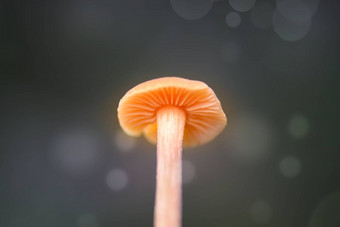梦幻神秘的蘑菇宏光源蘑菇