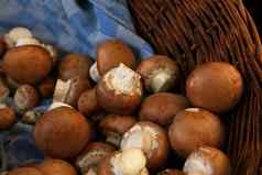 棕色（的）食用香草可食用的蘑菇零售