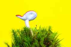 孤立的蘑菇黄色的绿色莫斯被施了魔法童话蘑菇