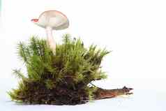 孤立的蘑菇白色绿色莫斯被施了魔法童话蘑菇