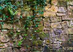 美丽的古董石头墙植物叶子花园体系结构石头模式背景