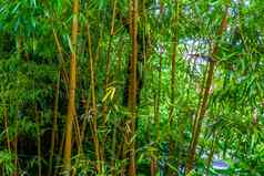 竹子森林竹子树干特写镜头亚洲自然背景