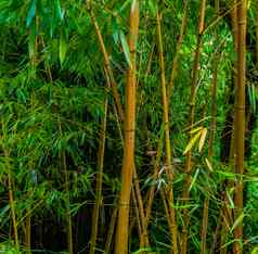 竹子树干绿色叶子热带森林亚洲自然背景