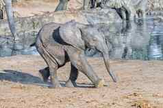 非洲大象小腿学名Loxodonta非洲运行大坝