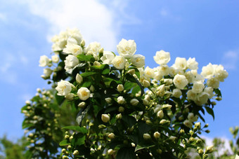 白色茉莉花花园