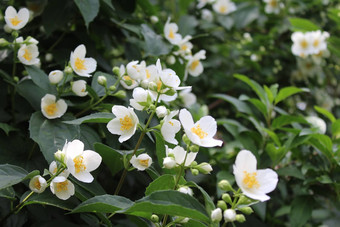 白色茉莉花花园