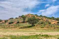 绿色喀拉哈里沙漠沙漠南非洲荒野