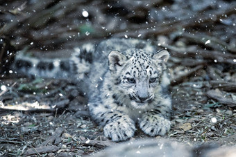 可爱的小猫雪豹猫雪