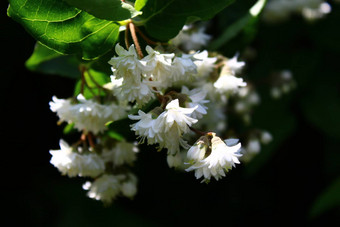 美丽的茉莉花花园