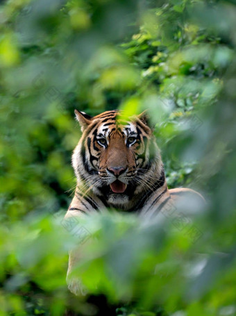 孟加拉老虎休息绿色布什