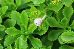 蜗牛绿色叶子