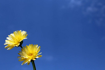 黄色的花蓝色的天空