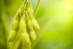 大豆豆荚树绿色自然背景特写镜头