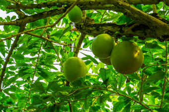 树分支大水果葫芦树受欢迎的热带果期植物异国情调的specie美国