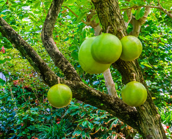 葫芦树轴承大水果热带果期植物异国情调的specie美国自然背景