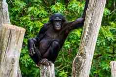有趣的倭黑猩猩站诱人的构成俾格米人黑猩猩人类猿濒临灭绝的灵长类动物specie非洲