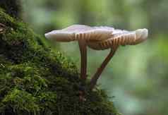 蘑菇日益增长的长满青苔的树树干