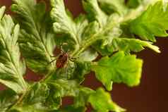 女蜱虫坐着叶棕色（的）背景常见的欧洲寄生虫攻击人类