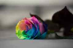 彩虹玫瑰灰色的床上枕头背景明信片情人节母亲的一天和解概念