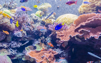 热带水族馆国家博物馆自然历史washingto