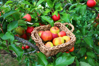 苹果篮子花园