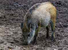 肖像野生野猪除根地球本能的猪行为常见的动物specie欧亚大陆