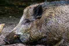 特写镜头肖像脸野生董事会常见的猪specie森林欧亚大陆