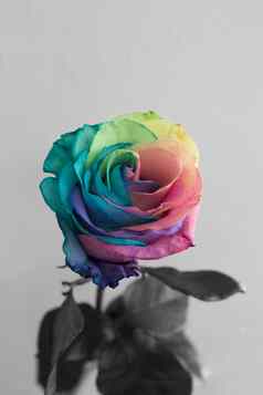 褪了色的彩虹玫瑰花象征着抑郁症不开心爱不快乐