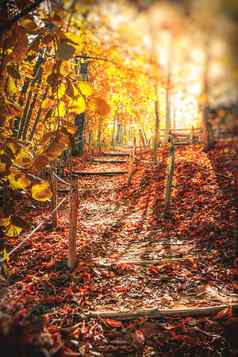 秋天路径森林阳光早....秋天垂直