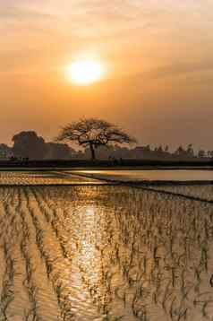 年轻的大米豆芽准备好了日益增长的大米场河内越南