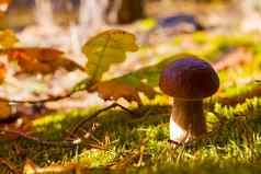 口袋蘑菇秋天橡木叶子