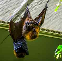 特写镜头罗德里格斯岛飞行狐狸天花板热带大型蝙蝠濒临灭绝的动物specie非洲