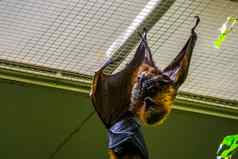 罗德里格斯岛飞行狐狸挂天花板特写镜头热带大型蝙蝠濒临灭绝的动物specie非洲