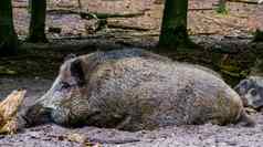 野生野猪休息沙子常见的猪specie森林欧亚大陆