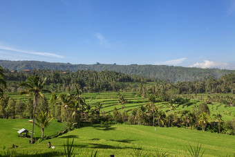 munduk巴厘岛包围<strong>密集</strong>的丛林植被国