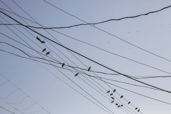 鸟电缆电线电波兰混乱的电线附加