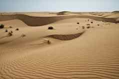 巨大的沙丘沙漠增长沙漠地球