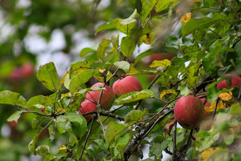 有机苹果挂树分支苹果果园苹果水果关闭
