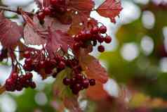 红色的荚莲属的植物分支花园荚莲属的植物荚莲属的植物opulus浆果叶子户外秋天秋天群红色的荚莲属的植物浆果分支