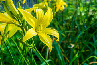 宏特写镜头柠檬一天莉莉布鲁姆受欢迎的观赏花园花自然背景