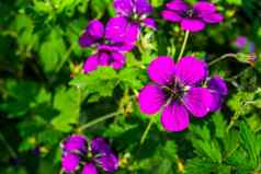 宏特写镜头盛开的紫色的花亚美尼亚陇牛儿苗科植物受欢迎的培养花specie