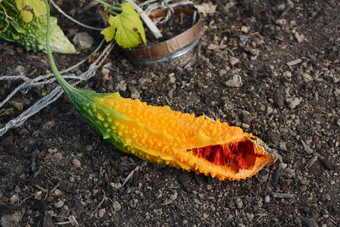 成熟的橙色苦瓜分裂揭示红色的种子