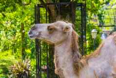 骆驼脸特写镜头受欢迎的动物旅行宠物动物园动物