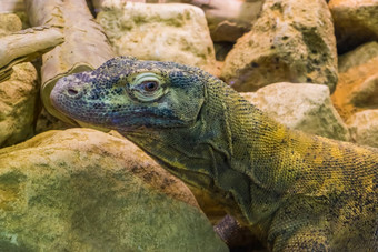 特写镜头脸科莫多龙热带蜥蜴印尼脆弱的动物specie