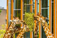 集团网状的长颈鹿吃有篮子动物园动物喂养设备濒临灭绝的动物specie非洲