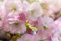 粉红色的樱花花春天樱花开花春天时间背景春天花